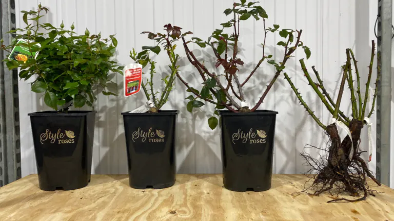 3 potted roses and 2 bareroot roses