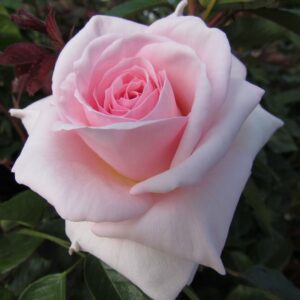 A Whiter Shade of Pale