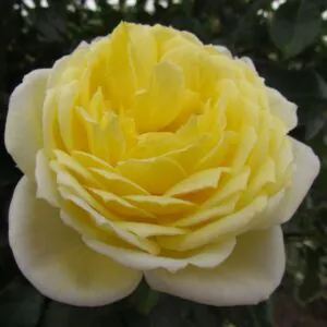 Amnesty International