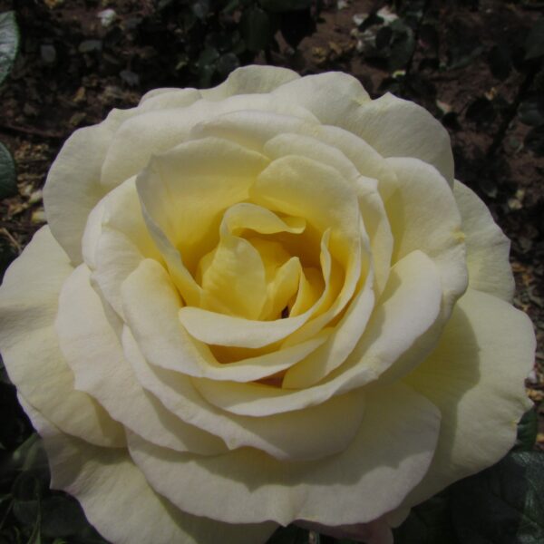 Arthur Bell rose