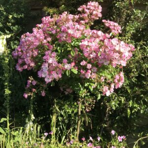 Ballerina Weeping Standard Rose