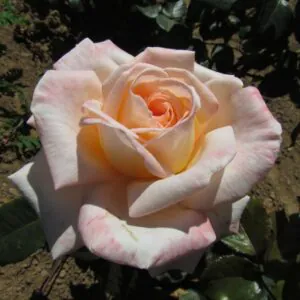 Bloom of Ruth Bloom of Ruth