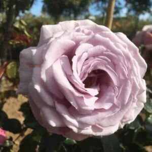 Blue Diamond Blue Diamond