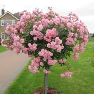 Bonica Weeping Standard Rose Bonica Weeping Standard Rose