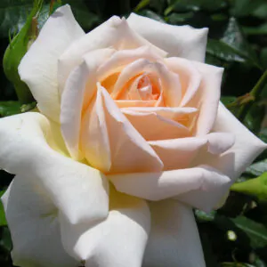 Chandos Beauty Chandos Beauty