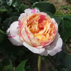 Climbing Claude Monet