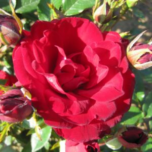 Crimson Sweet Dream - Image 3