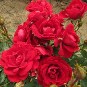 Crimson Sweet Dream - Image 4