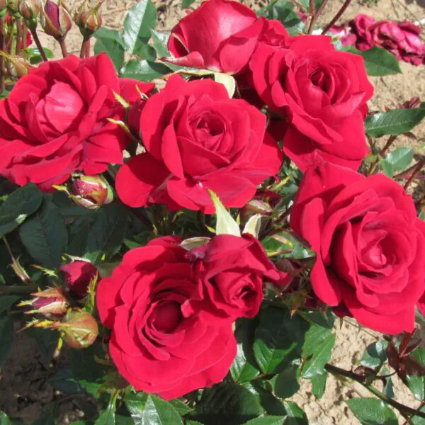 Crimson Sweet Dream