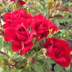 Crimson Sweet Dream - Image 5