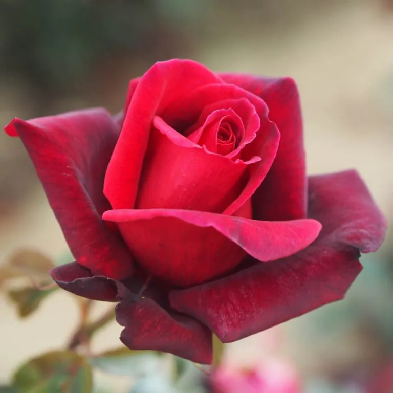 Red roses | Red rose plant | Red rose bushes | Style Roses