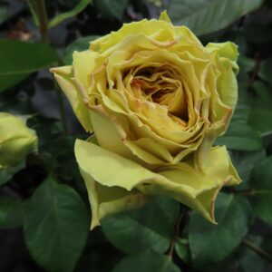 Jan's Delight - Image 4