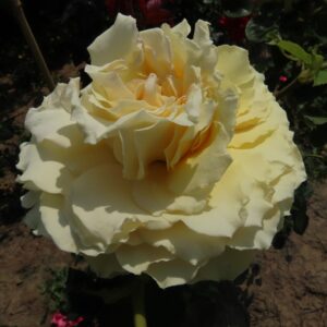 Jan's Delight - Image 7