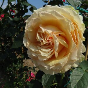 Jan's Delight - Image 3