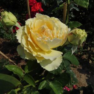 Jan's Delight - Image 2