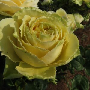 Jan's Delight - Image 5