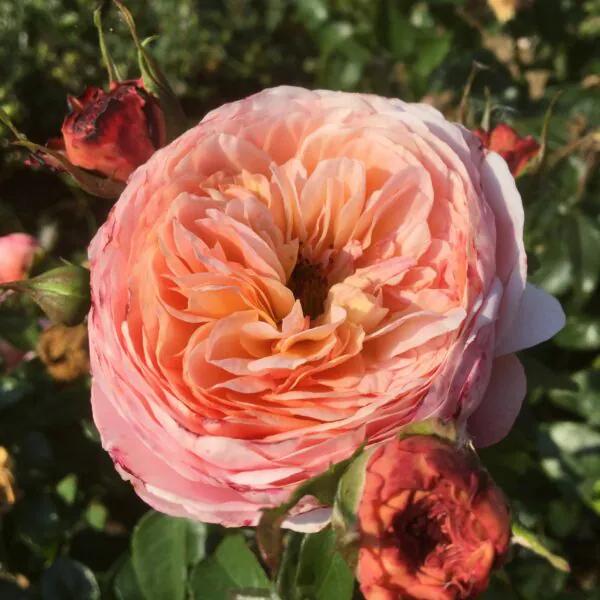 Domaine De Chantilly