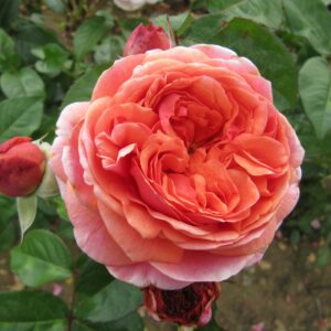 Duchess Of Cornwall