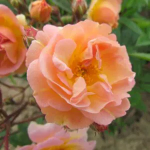 Ghislaine De Felingonde