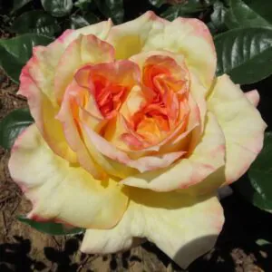 Henry's Rose Henry's Rose