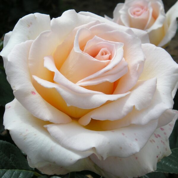 Isn't She Lovely Standard Rose