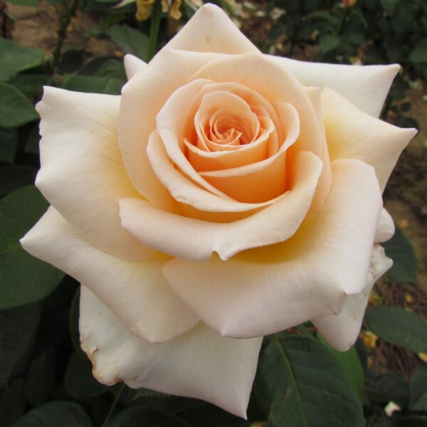 Isn't She Lovely Standard Rose