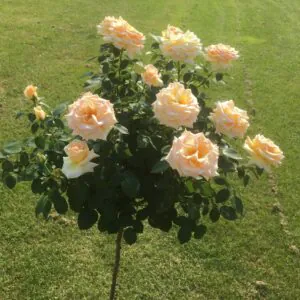 Isn't She Lovely Standard Rose