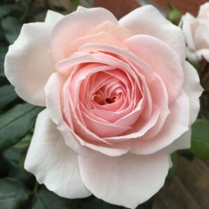Joan's Rose