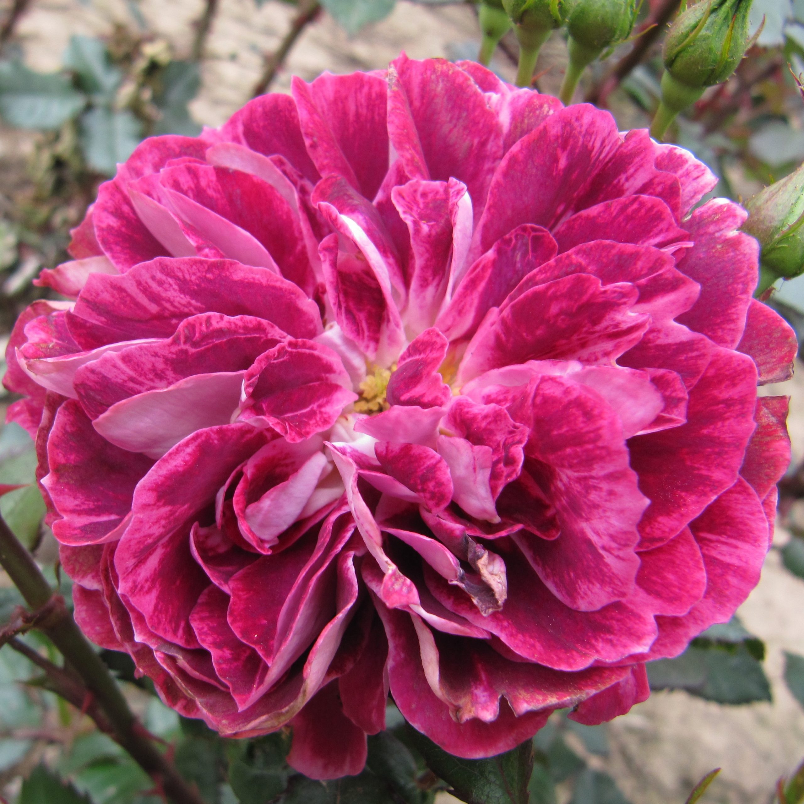 Katie Rose | Purple Floribunda | Style Roses