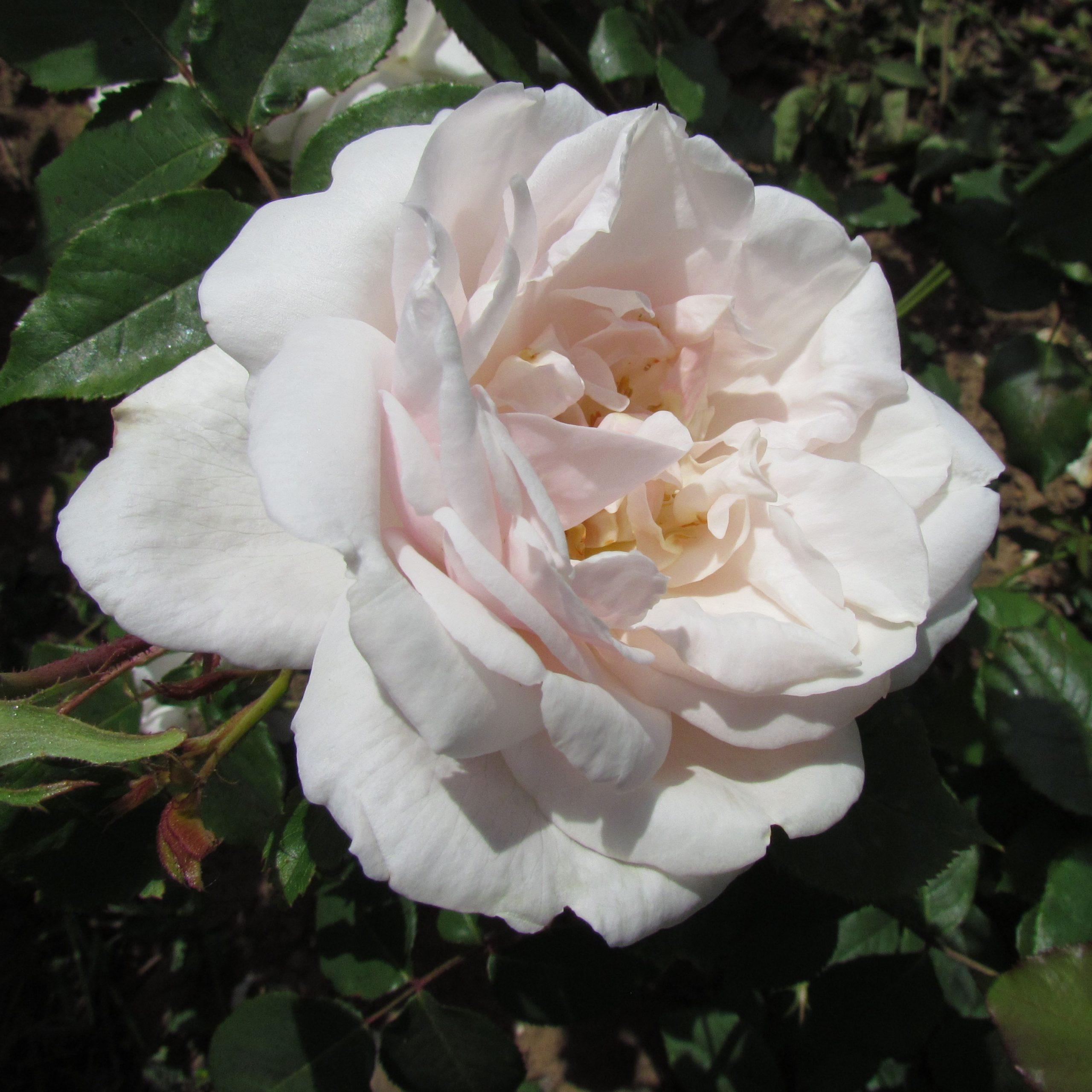 Madame Alfred Carriere Rose | White Climber | Style Roses