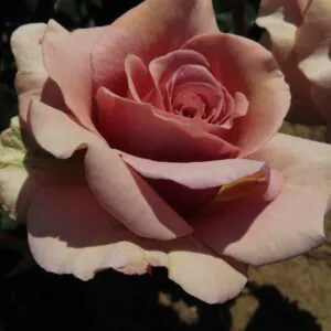 Mocha Rosa Mocha Rosa