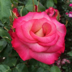 Amy's Rose - Image 3
