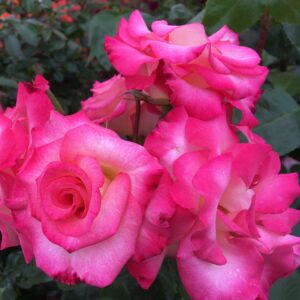 Amy's Rose - Image 2