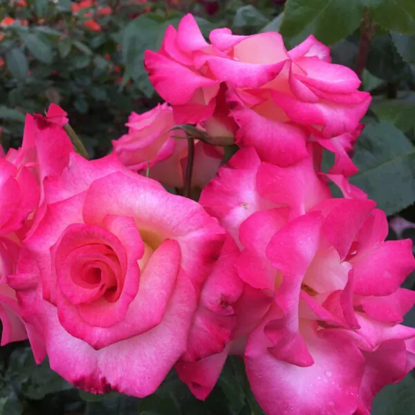Amy's Rose