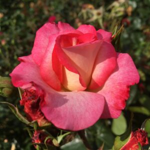Amy's Rose - Image 4