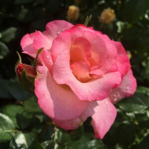 Amy's Rose - Image 6
