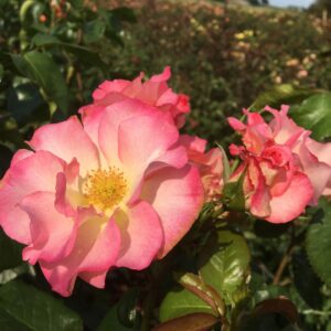 Amy's Rose - Image 5
