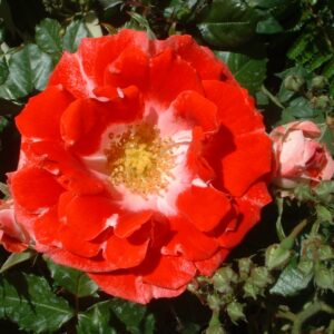 My Mum - Image 3