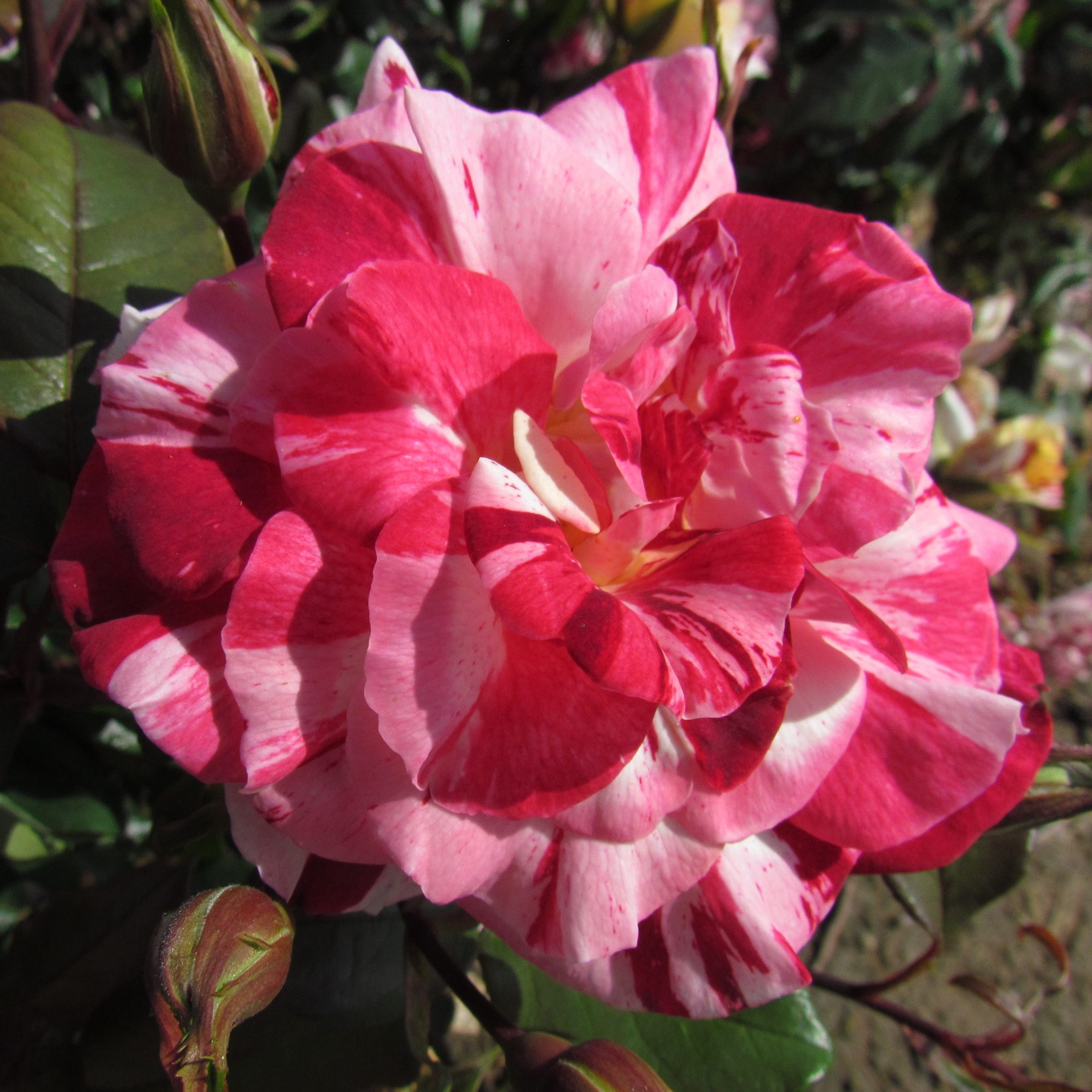 Ooh La La Rose| Striped Floribunda | Style Roses