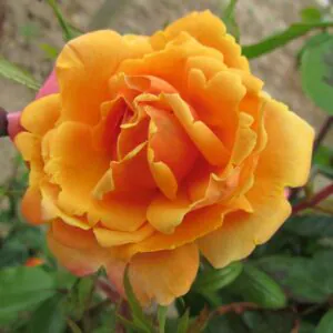 Orange Blossom Special