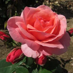 Precious Granddaughter