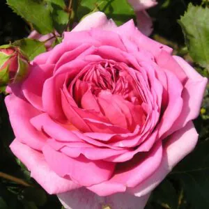 Princess Alexandra of Kent