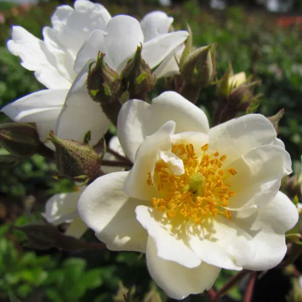 Rambling Rector Rambling Rector