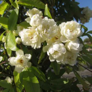 Rosa Banksia Alba Plena