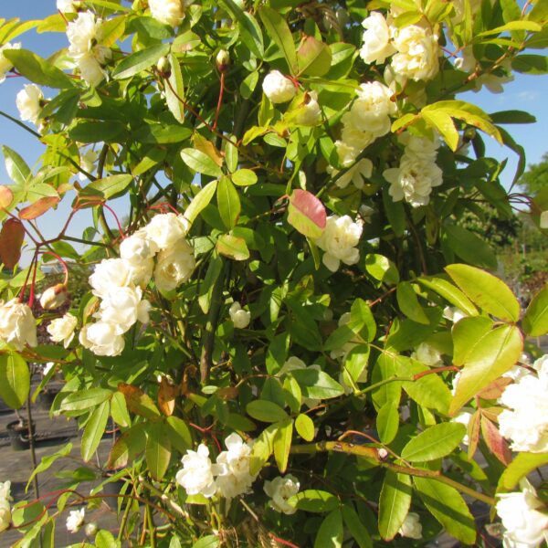 Rosa Banksia Alba Plena