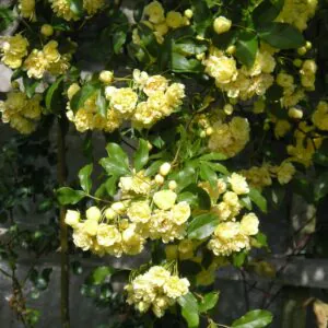 Rosa Banksia Lutea