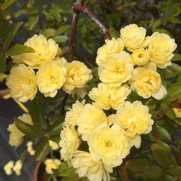 Rosa Banksia Lutea