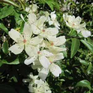 Rosa Banksia Normalis