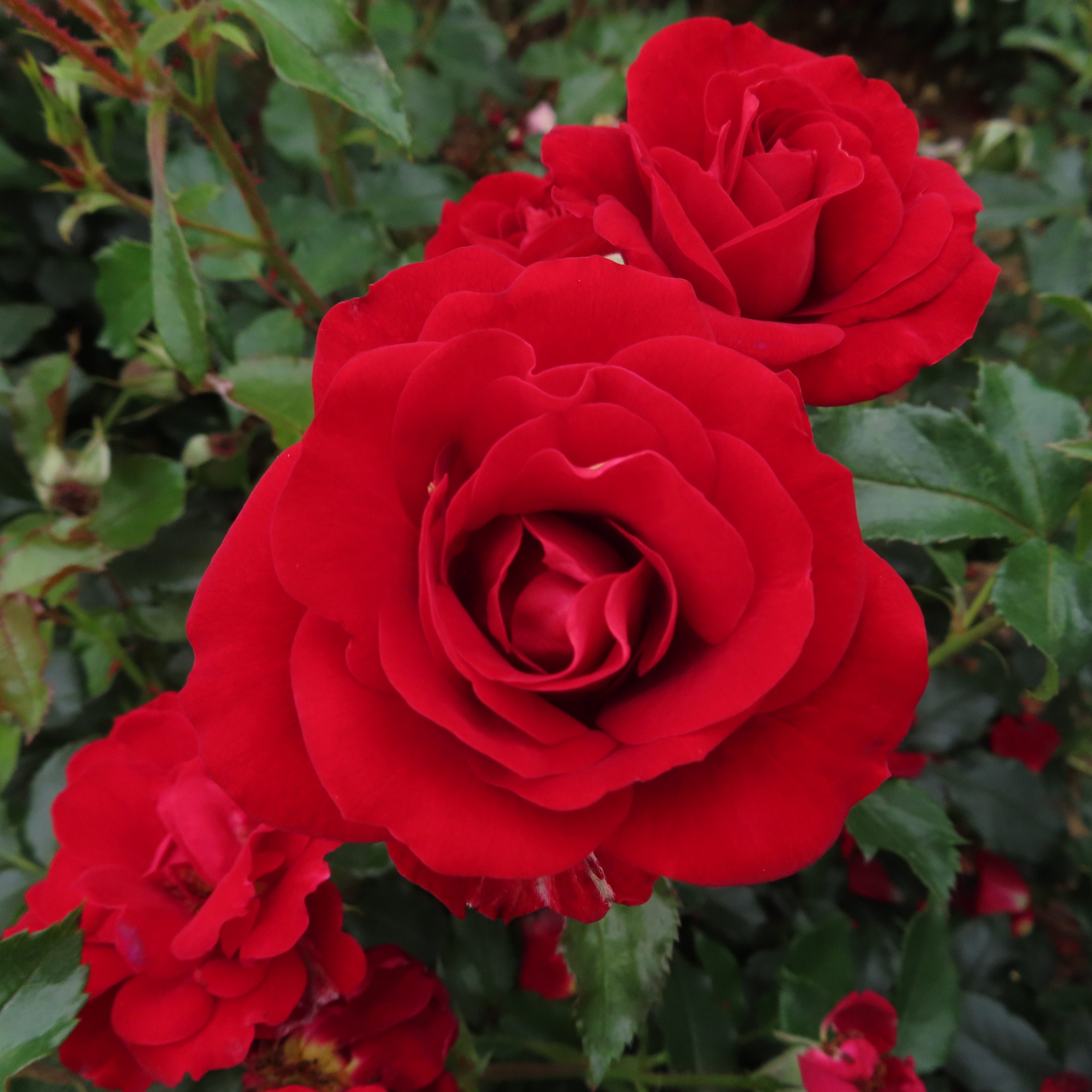 Ruby Anniversary Rose | Ruby rose | Style Roses