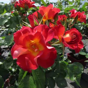 Jack's Rose
